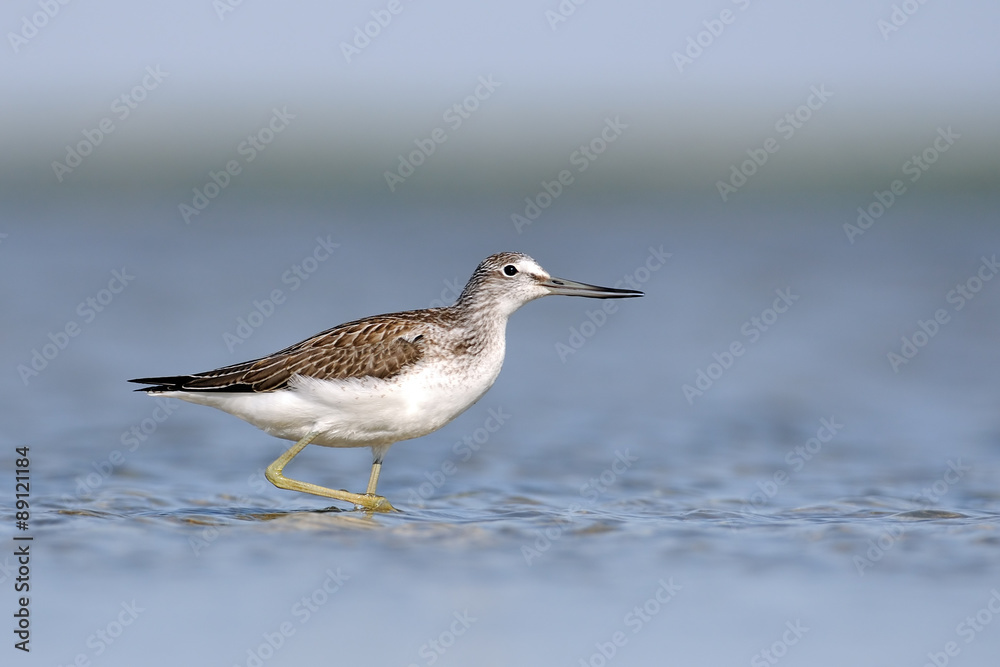 Common Greenshank walking at the shallow water. Manych lake, Kalmykia, Russia. Common Greenshank walking at the shallow water. Manych lake, Kalmykia, Russia.