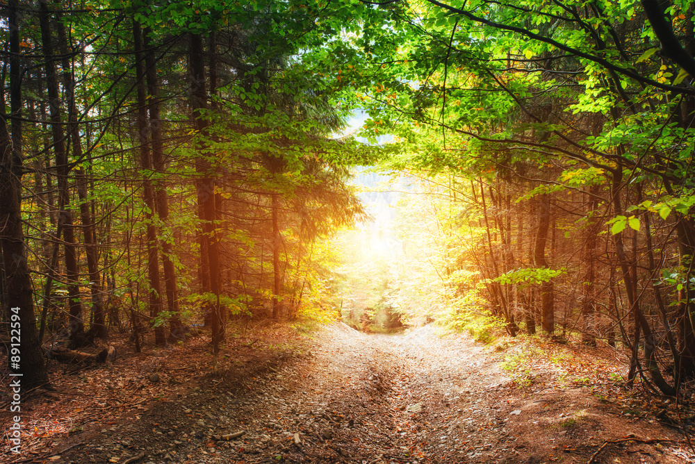 Obraz premium jesienna aleja