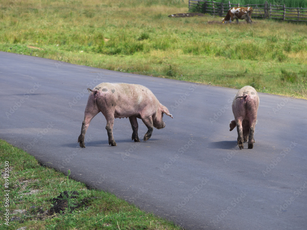 pigs crossing the road