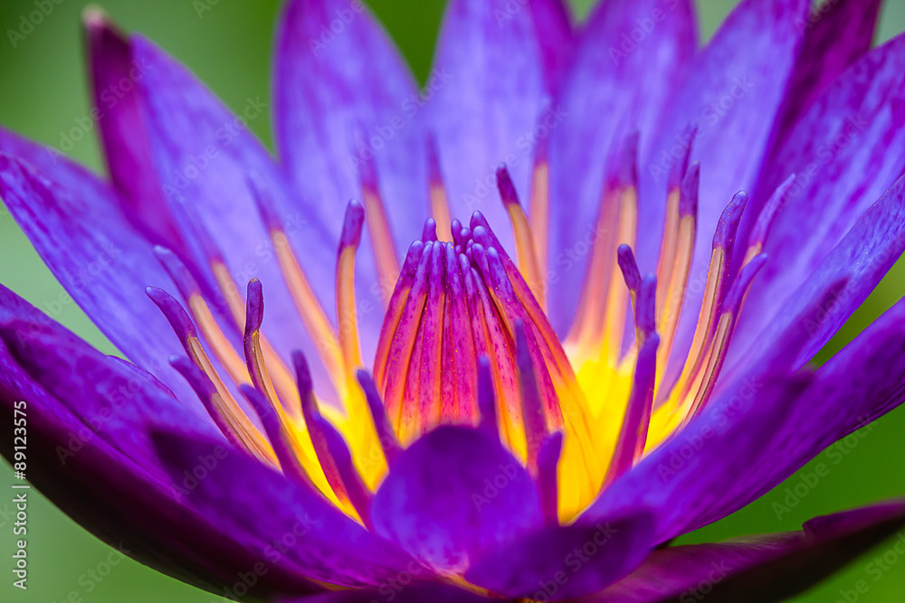 water lily