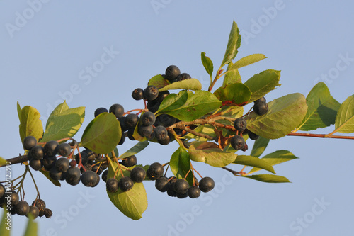 Aroniabeeren am Strauch