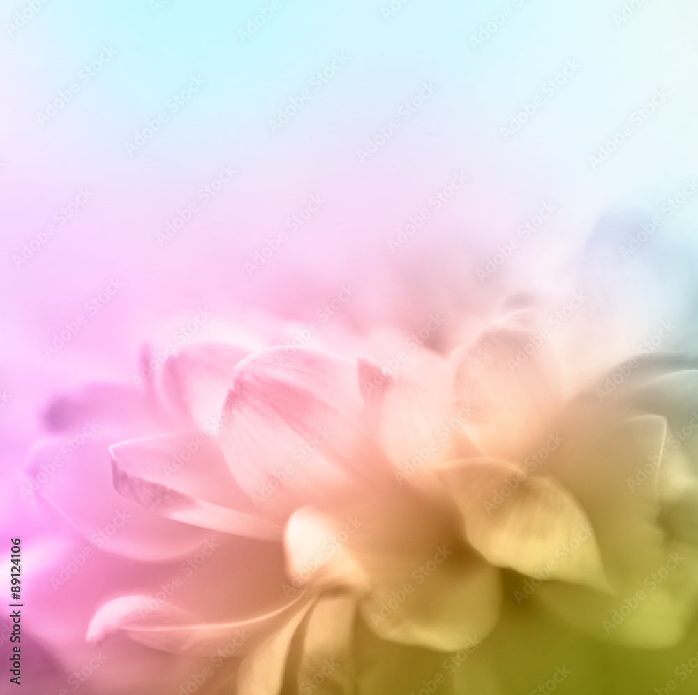 Soft focus flower background with copy space. Made wth lensbaby