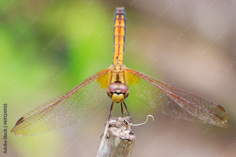 Dragonfly in nature Dragonfly in nature
