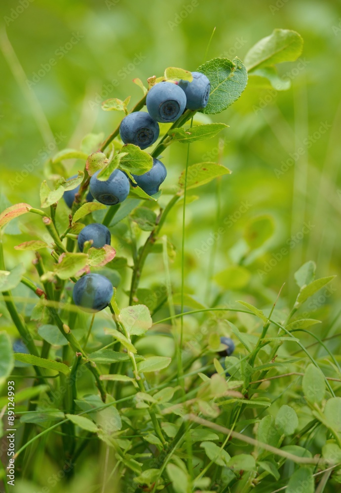 Blueberries branch Blueberries branch