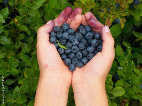 Blueberries in the palms of a little boy, smeared with blueberry juice.