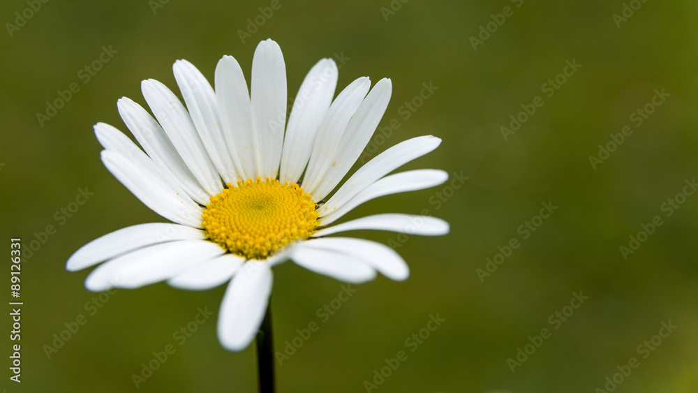 Obraz premium Margerite 