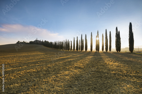 Cypress alley in Tuscany during sunrise
