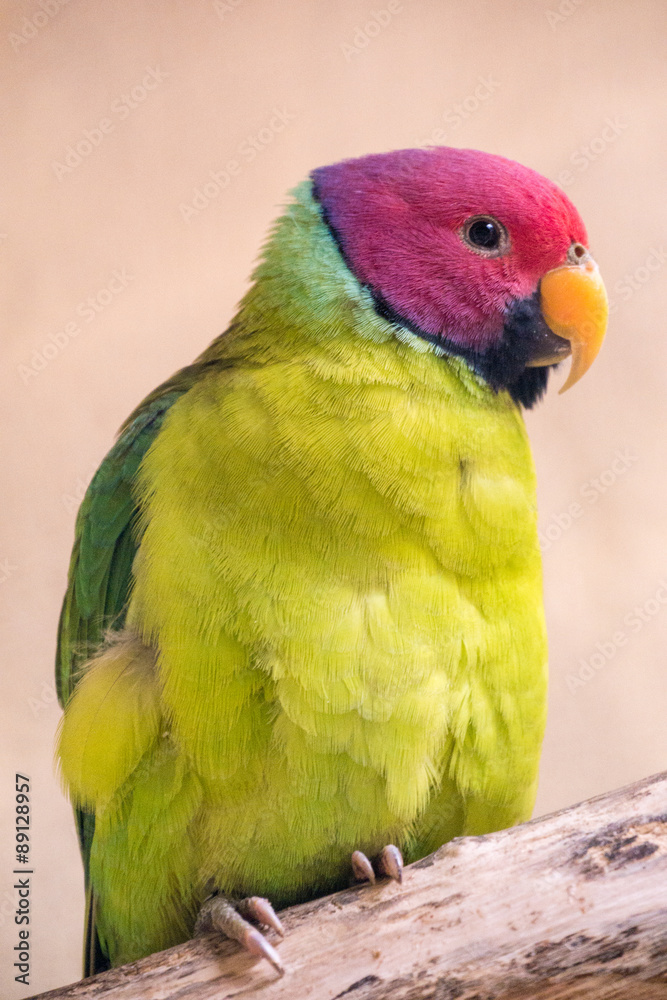 sitzender Pflaumenkopfsittich (Papagei)