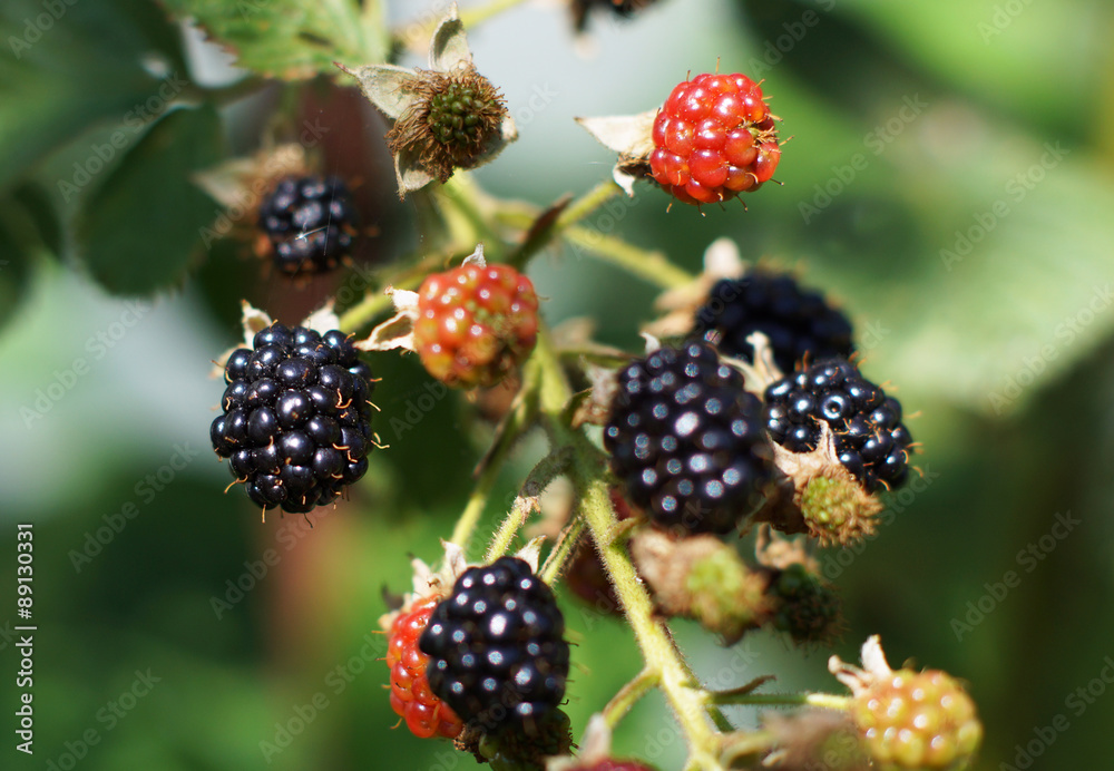 Blackberries on green bush. Blackberries on green bush.