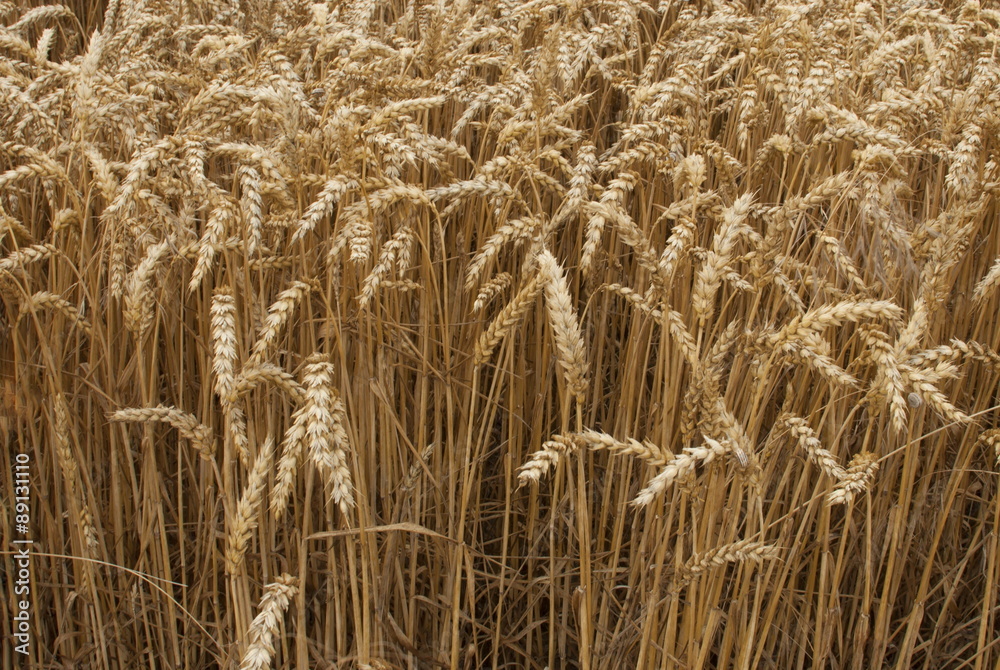Close up of wheat field ready for harvest Close up of wheat field ready for harvest