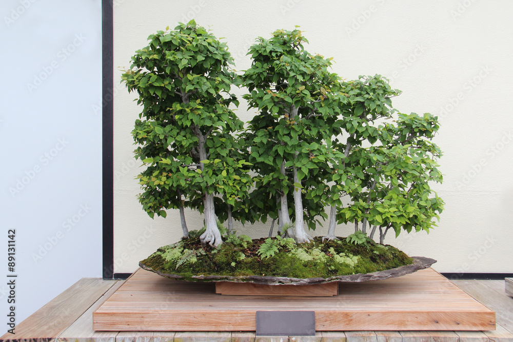 Bonsai Tree- Loose Flower Hornbeam Birch- Carpinus Laxiflora Bonsai Tree- Loose Flower Hornbeam Birch- Carpinus Laxiflora