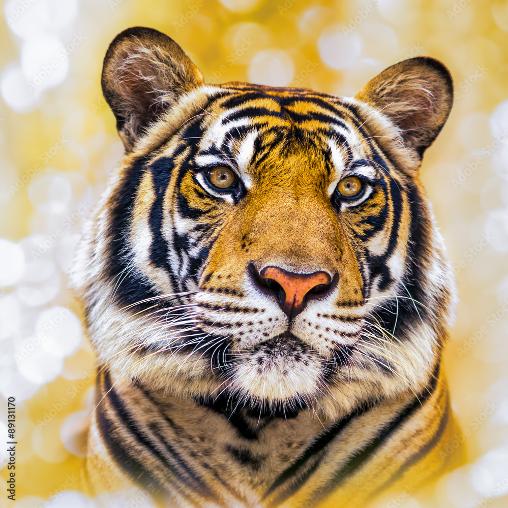 Fototapeta premium The tiger wildlife on bokeh background