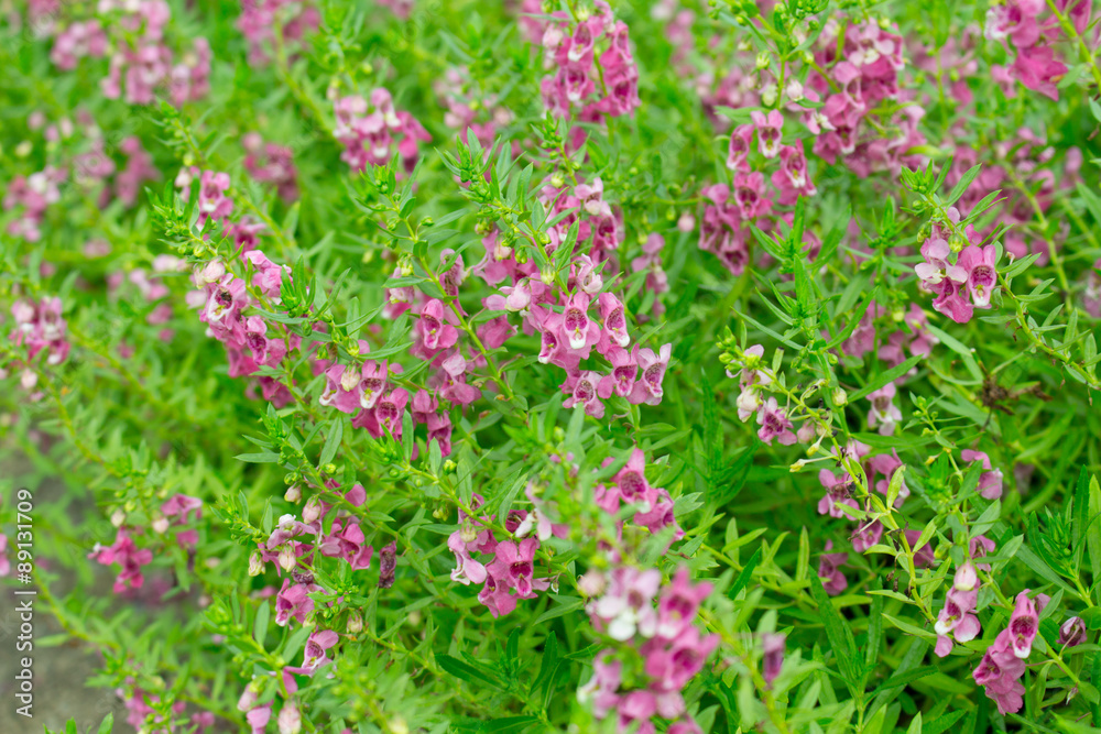 Angelonia flower Angelonia flower