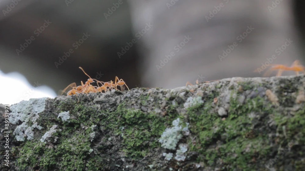 Red ant carrying food on grunge green wall