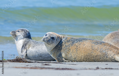 seals on a beach - Helgoland, Germany