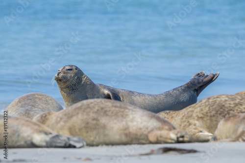 seals on a beach - Helgoland, Germany