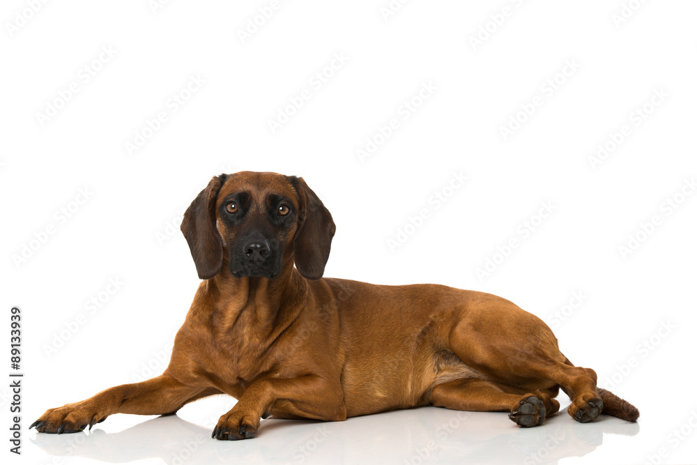 Bayerischer Gebirgsschweißhund Bayerischer Gebirgsschweißhund