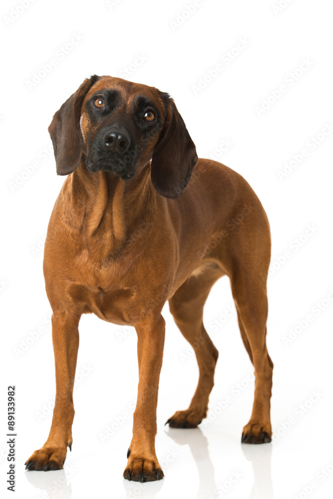 Bayerischer Gebirgsschweißhund