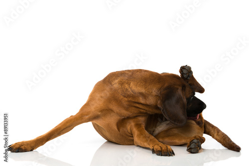 Fototapeta Naklejka Na Ścianę i Meble -  Hund putzt sich