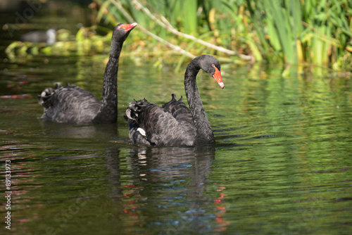 Fototapeta Naklejka Na Ścianę i Meble -  Black Swan - Pair