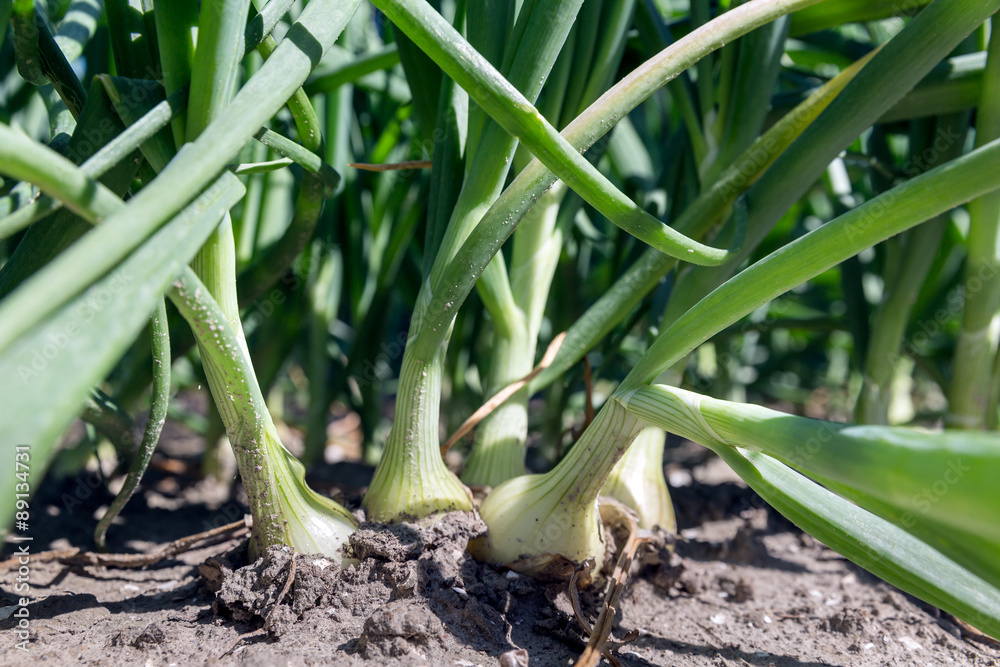 Fototapeta premium Dutch farmland with growing onions