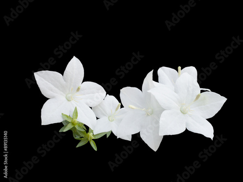 beautiful  white campanula is isolated on black background