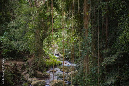 Fototapeta Naklejka Na Ścianę i Meble -  Jungle River