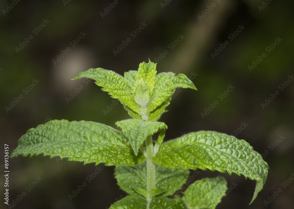 Mint plant Mint plant