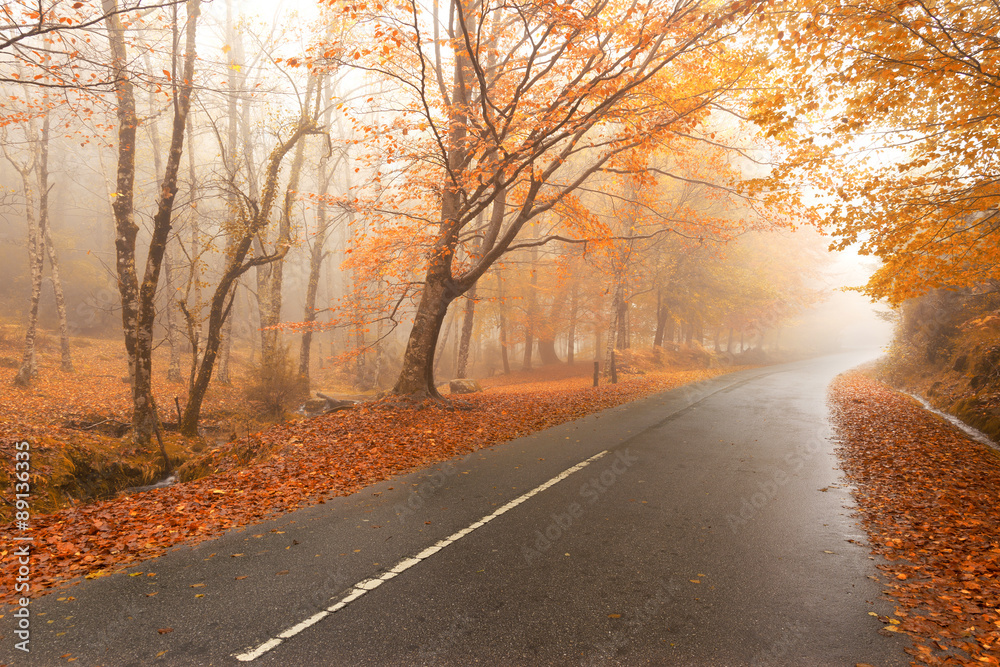 Autumn landscape with road and beautiful colored trees