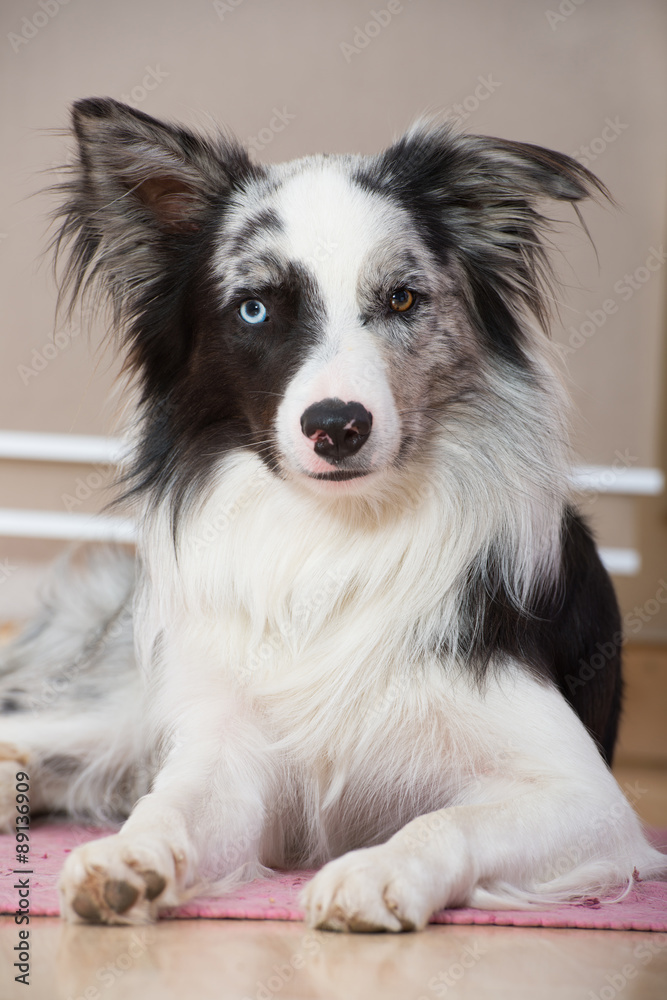 Hund in der Wohnung