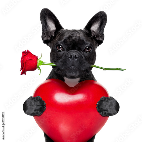valentines rose dog © Javier brosch