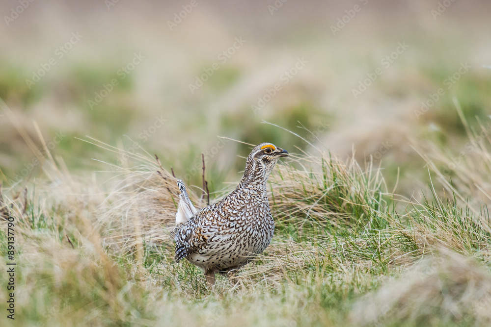 Sharp-tailed grouse (Tympanuchus phasianellus) Sharp-tailed grouse (Tympanuchus phasianellus)