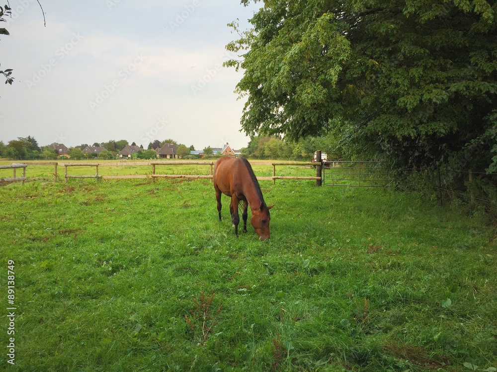 Naklejka premium Horse
