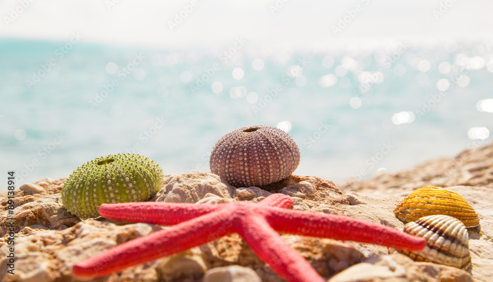  Starfish seashells beach summer background