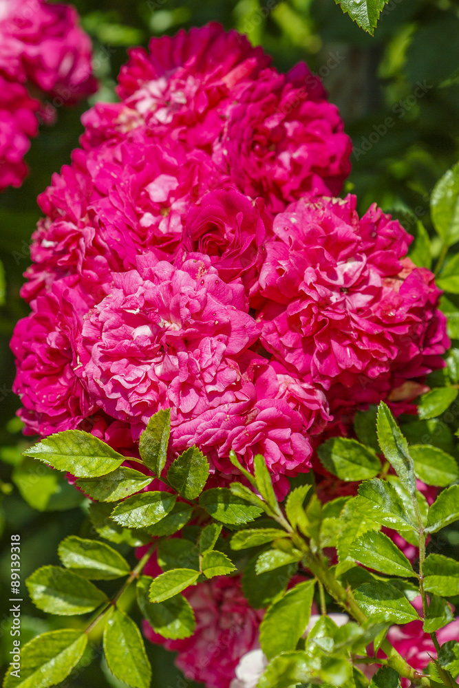 Rosarium van de botanische tuin in Moskou Rosarium van de botanische tuin in Moskou