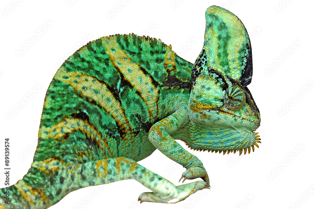 Obraz premium chameleon or calyptratus isolated on white