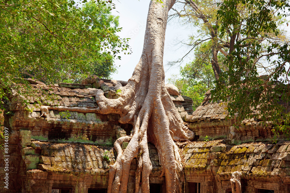 Ta prohm ruins, Angkor Wat, Cambodia