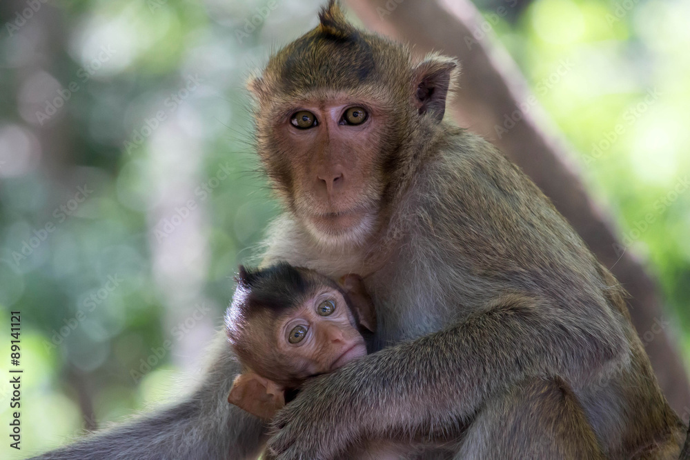 Obraz premium サルの親子の愛