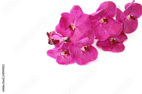 A bunch of pink orchids on the isolated background