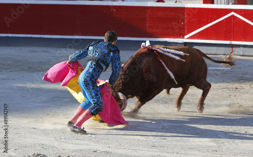 Fighting bull in the bullring
