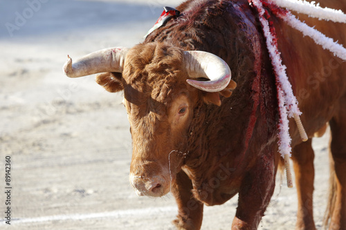 Bull out to the bullring