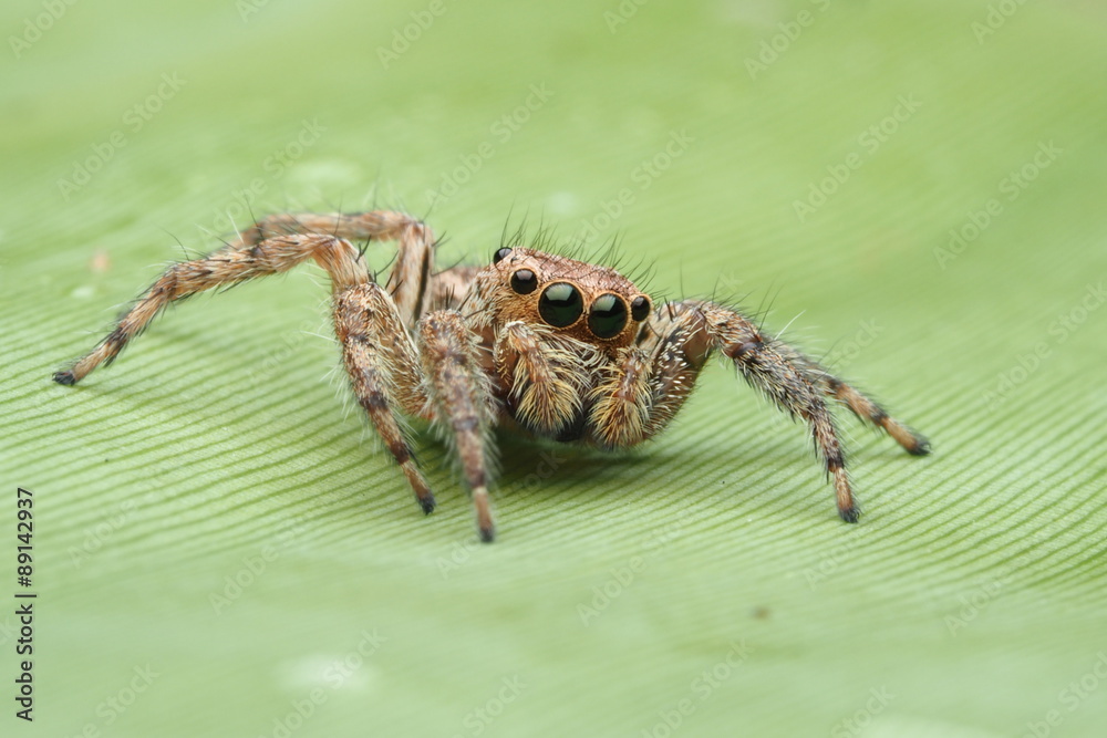Spiders OLYMPUS DIGITAL CAMERA Spiders OLYMPUS DIGITAL CAMERA