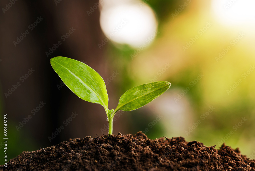 young plant grow and sunshine young plant grow and sunshine