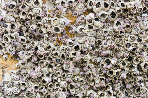 Barnacles on Rock