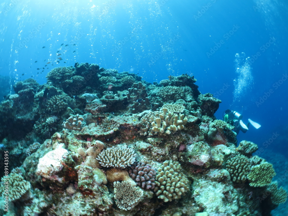 Obraz premium 沖縄離島ダイビング サンゴが美しい海中の絶景 久米島