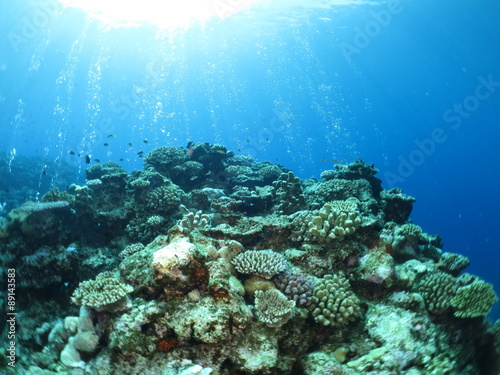 沖縄離島ダイビング　サンゴが美しい海中の絶景　久米島