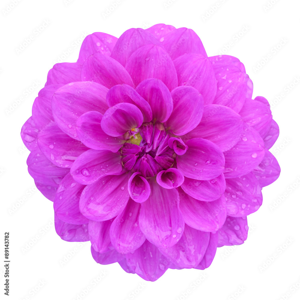 Pink dahlia isolated on white background