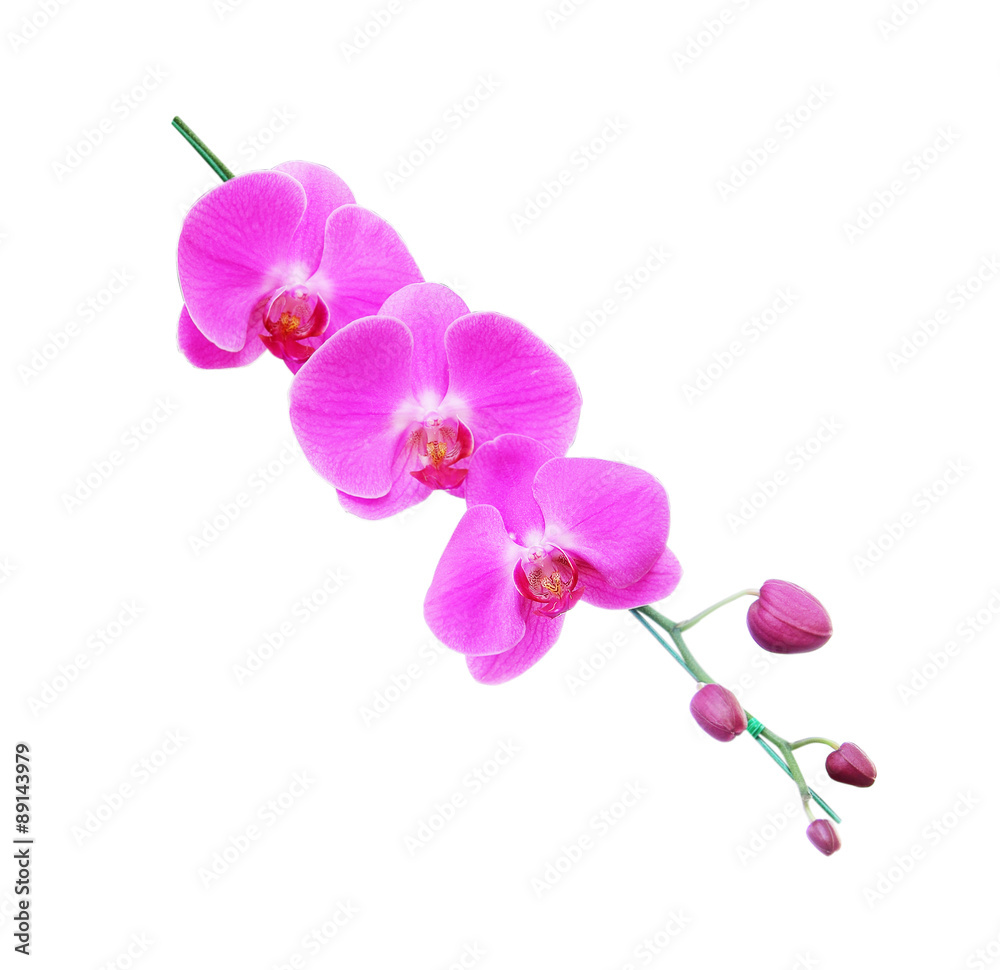 Obraz premium Purple orchid isolated on white background