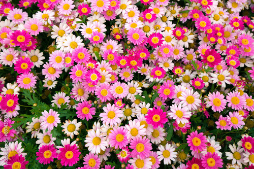 Fototapeta Naklejka Na Ścianę i Meble -  pink daisy flowers