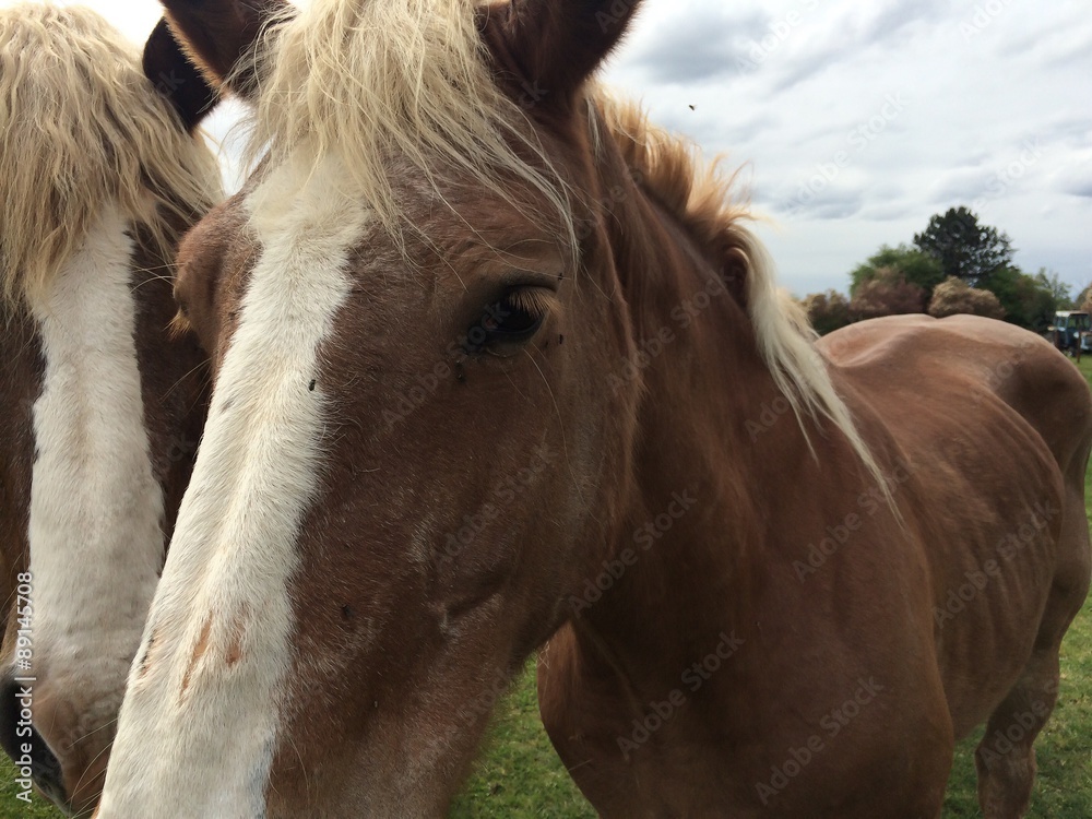 Obraz premium facing Belgiums